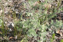 Dalea villosa