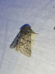 Thaumetopoea pityocampa