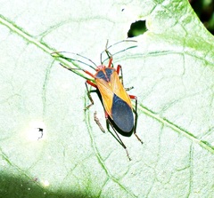 Hypselonotus bitrianguliger