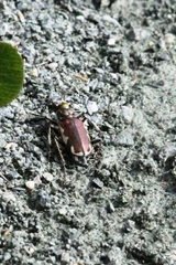 Cicindela scutellaris lecontei