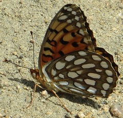 Speyeria edwardsii