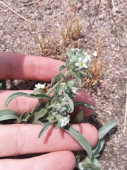 Oreocarya suffruticosa