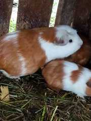 Cavia porcellus