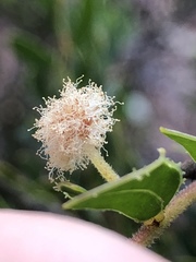 Acacia hispidula
