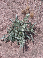 Oreocarya suffruticosa