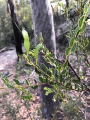 Acacia hispidula