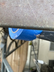 Odonata