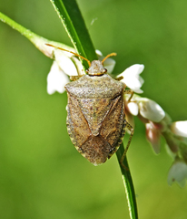 Euschistus conspersus