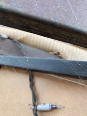 Odonata