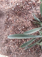 Oreocarya suffruticosa