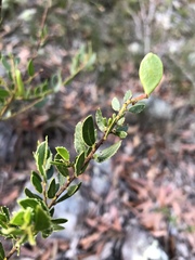 Acacia hispidula