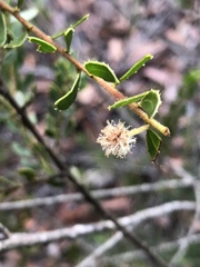 Acacia hispidula