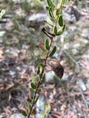 Acacia hispidula