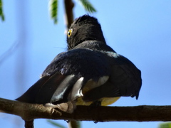 Trogon citreolus