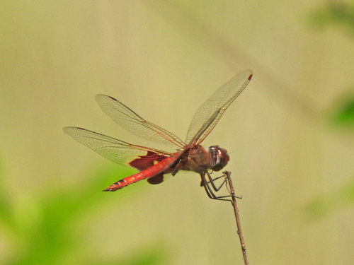 Red Saddlebags photo 5