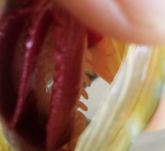 Lepomis cyanellus × microlophus