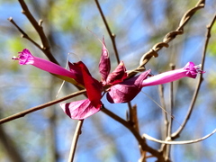 Ipomoea bracteata