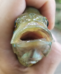 Lepomis cyanellus × microlophus