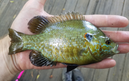 Lepomis cyanellus × microlophus