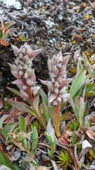 Salix cascadensis
