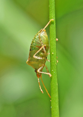 Euschistus conspersus