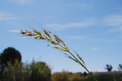 Echinochloa holciformis