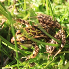 Lithobates neovolcanicus