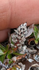 Salix cascadensis