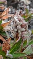 Salix cascadensis