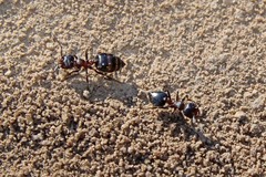 Crematogaster coarctata