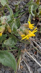 Senecio elmeri