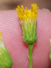 Erigeron inornatus