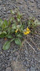 Senecio elmeri