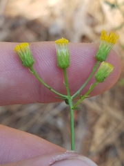 Erigeron inornatus