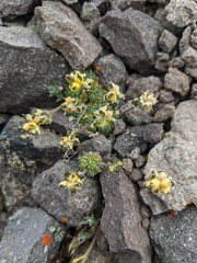 Draba oligosperma