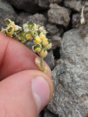 Draba oligosperma
