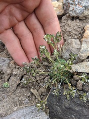 Draba oligosperma