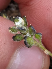 Draba oligosperma