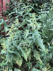 Urtica dioica