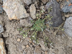 Draba oligosperma
