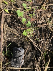 Pelargonium inodorum