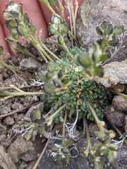 Draba oligosperma