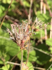 Pelargonium inodorum