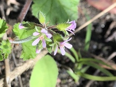 Pelargonium inodorum