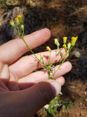Erigeron inornatus