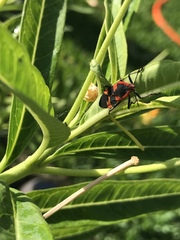 Oncopeltus fasciatus
