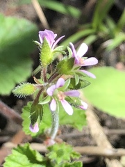 Pelargonium inodorum