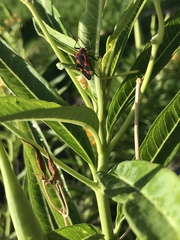 Oncopeltus fasciatus