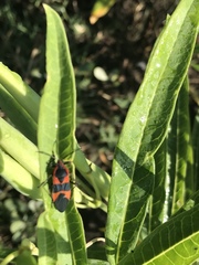 Oncopeltus fasciatus