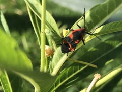 Oncopeltus fasciatus